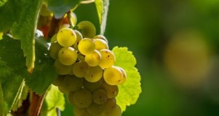 vino bianco altoatesino