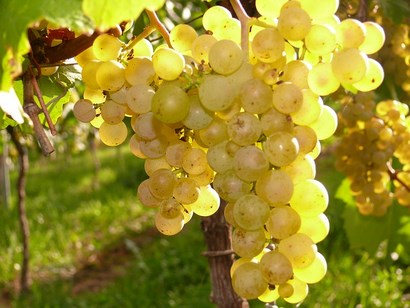 vino bianco sardo