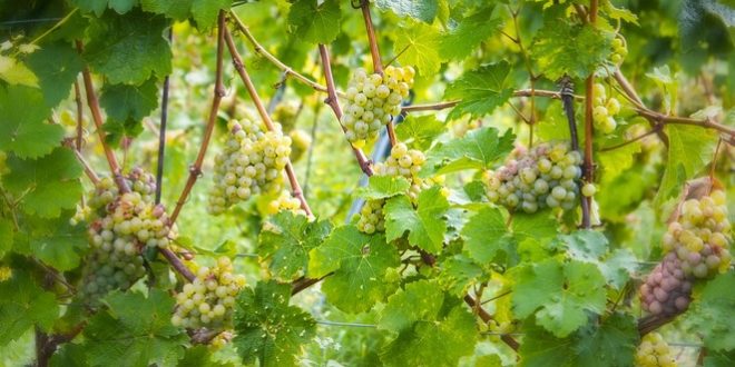 vino passito friulano